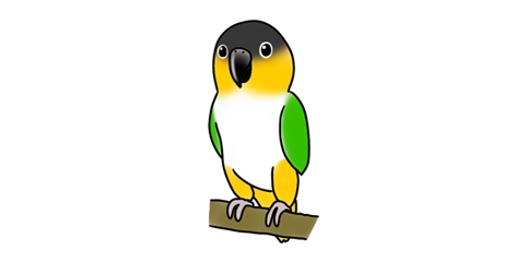 ズグロシロハラインコ