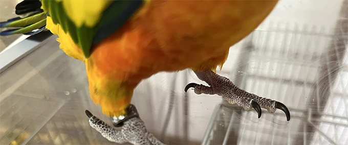 コガネメキシコインコの爪
