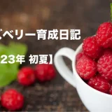 ラズベリー 栽培日記【2023年初夏編】ラズベリーの収穫はまずまず。
