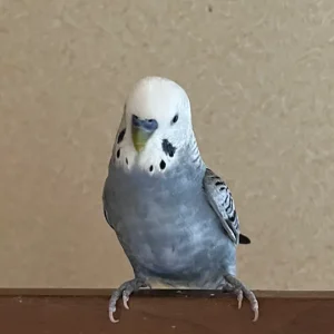 ポーズを決める銀シャリ