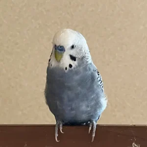 セキセイインコの銀シャリ君