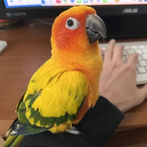 コガネメキシコインコ