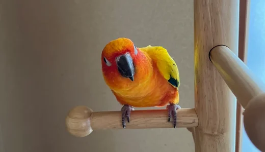コガネメキシコインコ　換羽期になりました！いつもより観察が必要。【今日のインコたち】