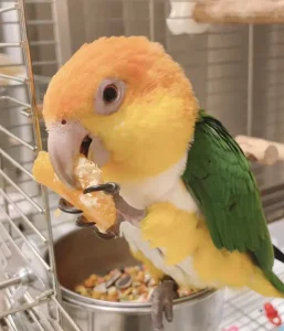 シロハラインコ 顔の色