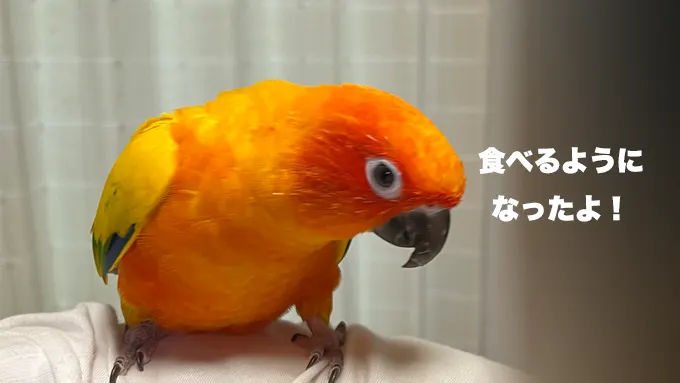 食べるようになったコガネメキシコインコ