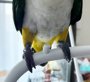 シロハラインコ 足の色