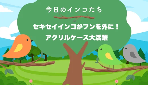 【今日のインコたち】セキセイインコ　フンを外に飛ばす。アクリルケース大活躍。