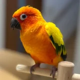 インコ　呼び鳴き！困ったら試す価値あり！！ケージ内の環境を変えてみよう！！