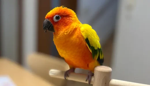 インコ　呼び鳴き！困ったら試す価値あり！！ケージ内の環境を変えてみよう！！