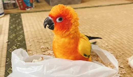 バードマットが大好き！コガネメキシコインコの遊び場を紹介！！