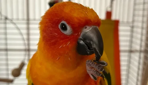 コガネメキシコインコ 3年目　「縄張り」に目覚める！！