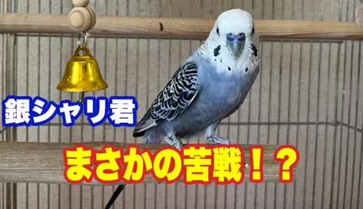 仮住まいへ引越し！インコたちに起きた変化とは？【セキセイインコ編】